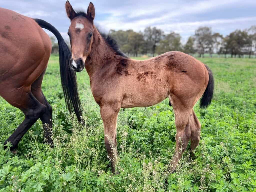 A young horse by Finance Tycoon out of Underwood