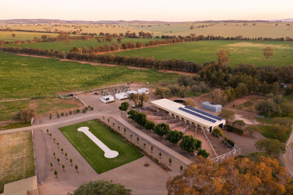 Kooringal Stud