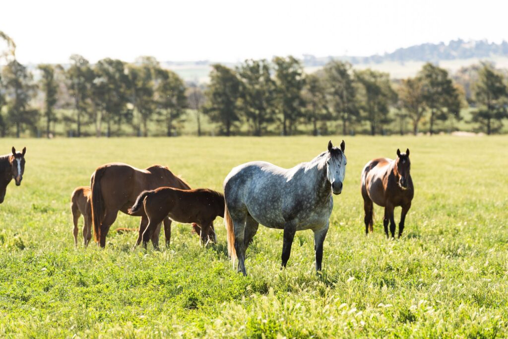 Kooringal Stud