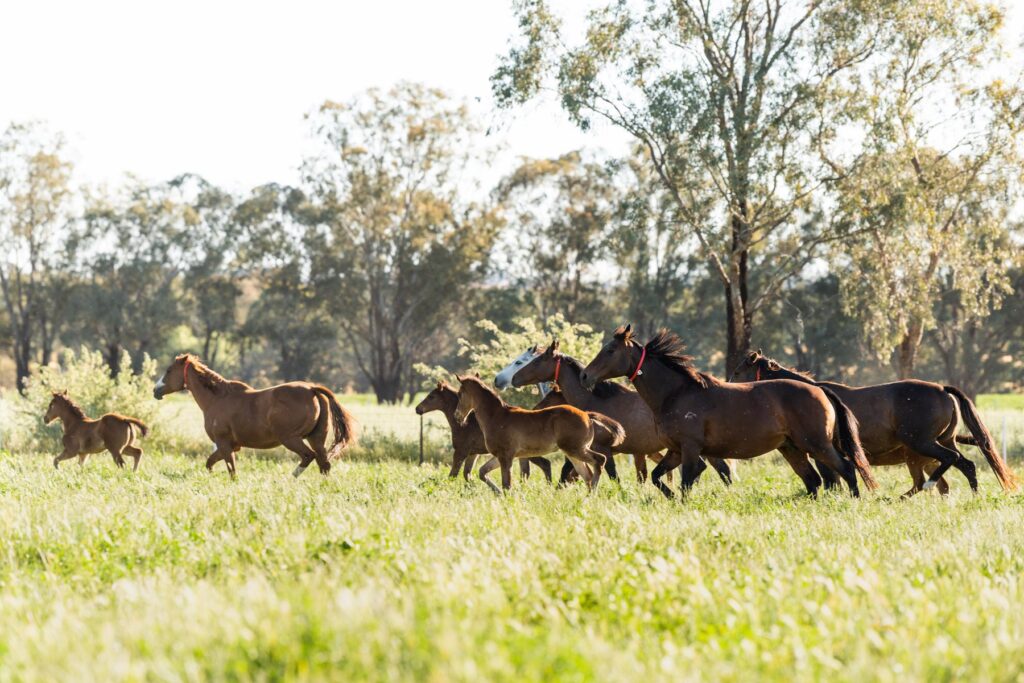 Kooringal Stud
