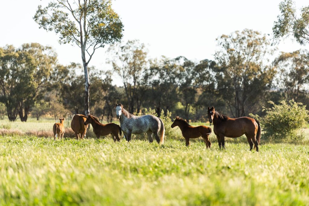 Kooringal Stud