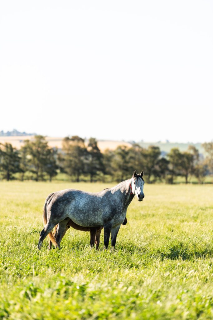 Kooringal Stud