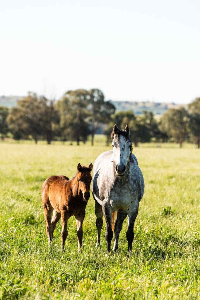 Kooringal Stud