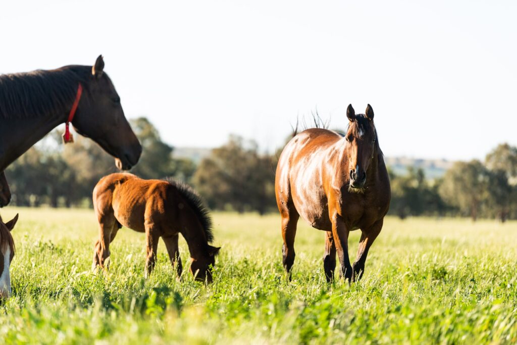 Kooringal Stud