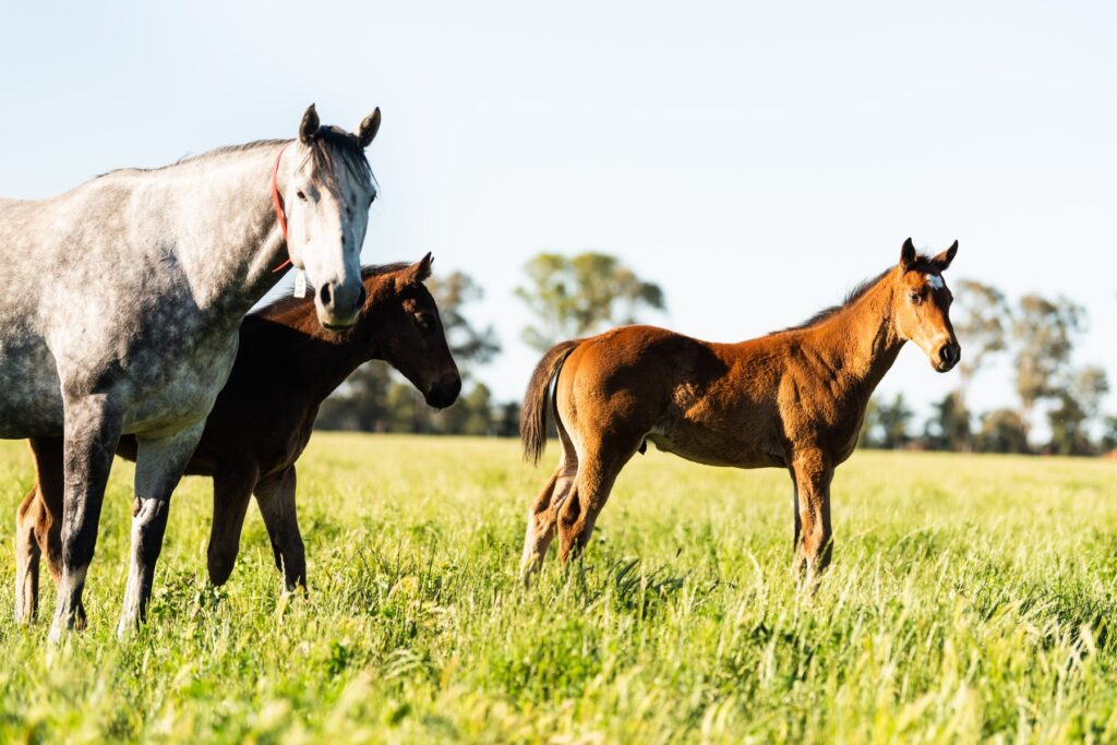 Kooringal Stud