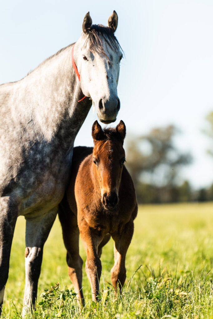 Kooringal Stud