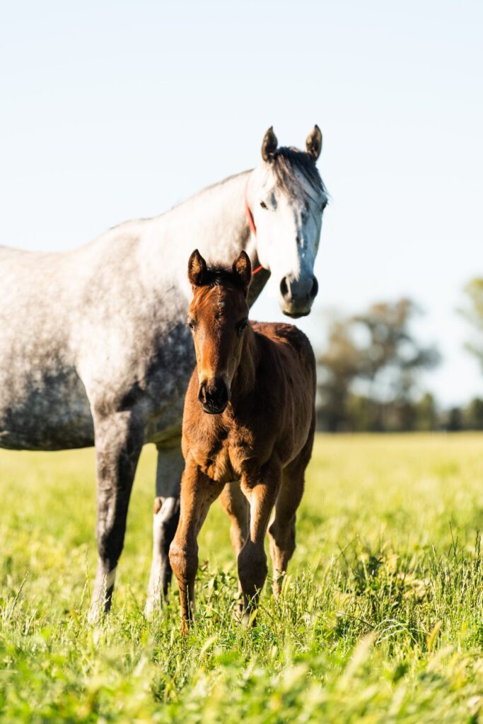 Kooringal Stud