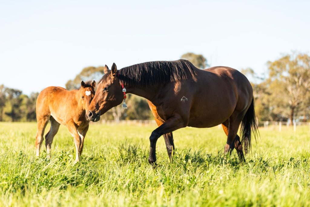 Kooringal Stud
