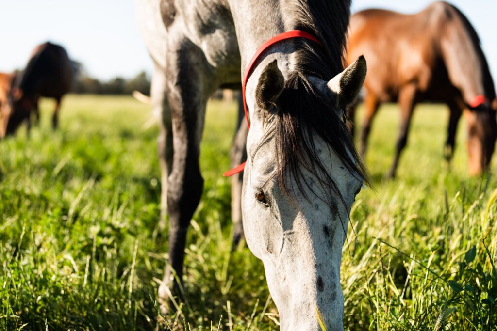 Kooringal Stud