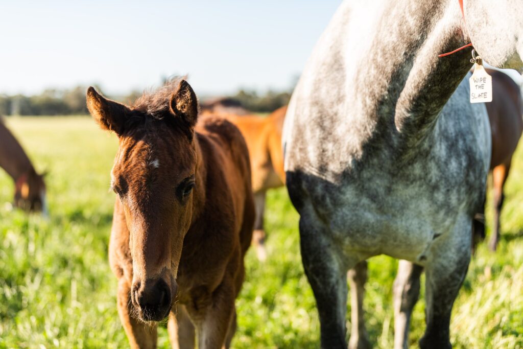 Kooringal Stud