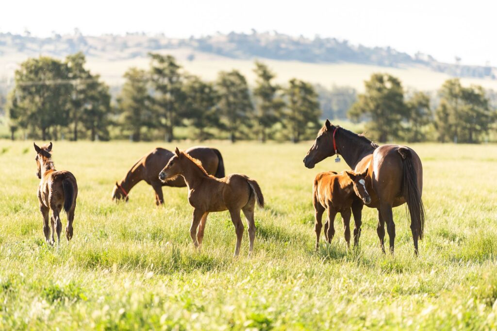 Kooringal Stud