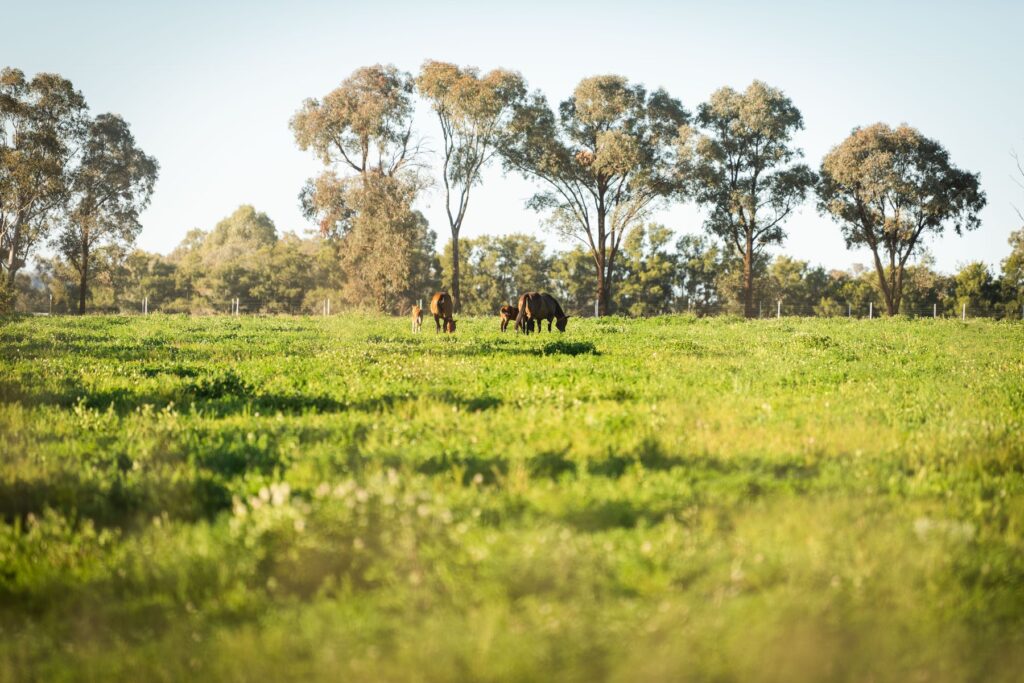 Kooringal Stud