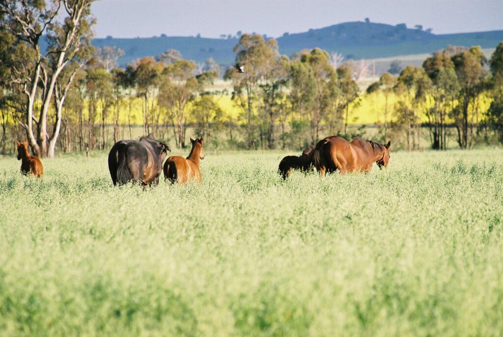 Kooringal Stud