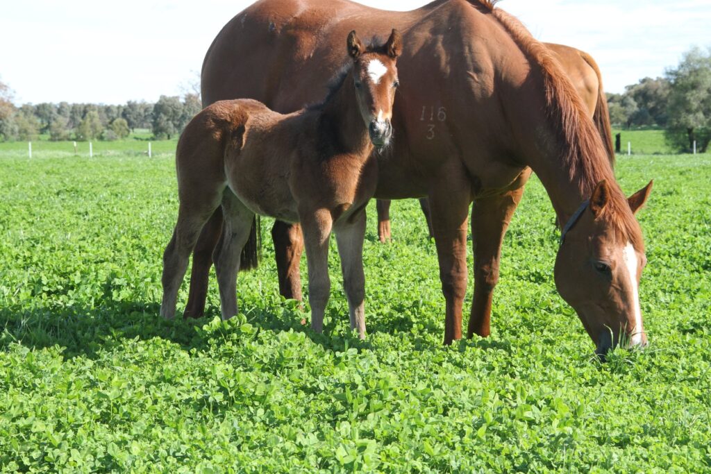 Kooringal Stud
