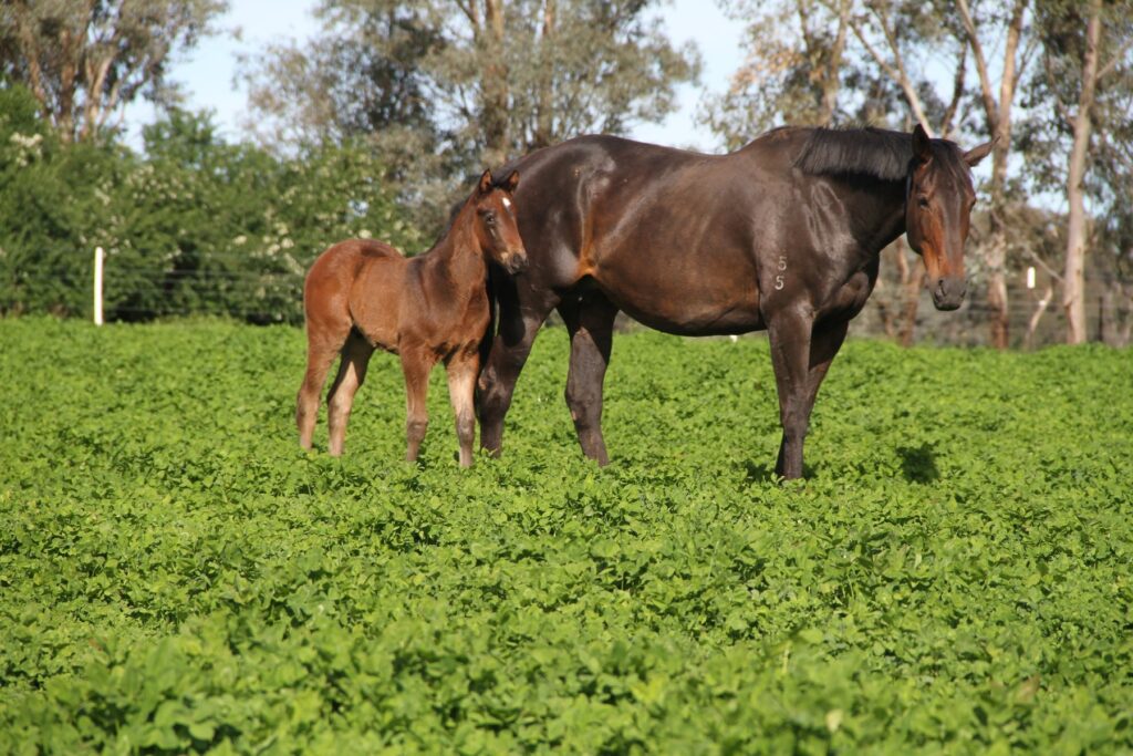 Kooringal Stud