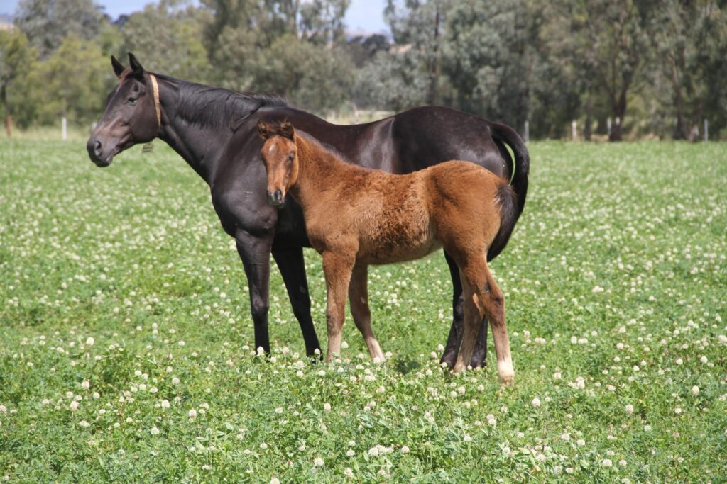 Kooringal Stud