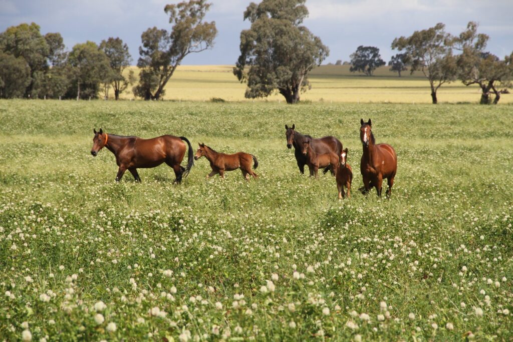 Kooringal Stud