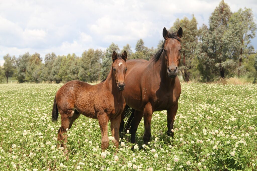 Kooringal Stud