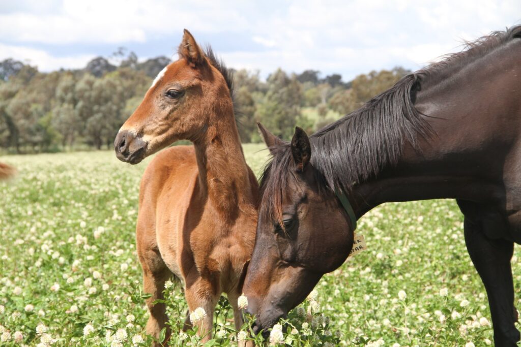 Kooringal Stud