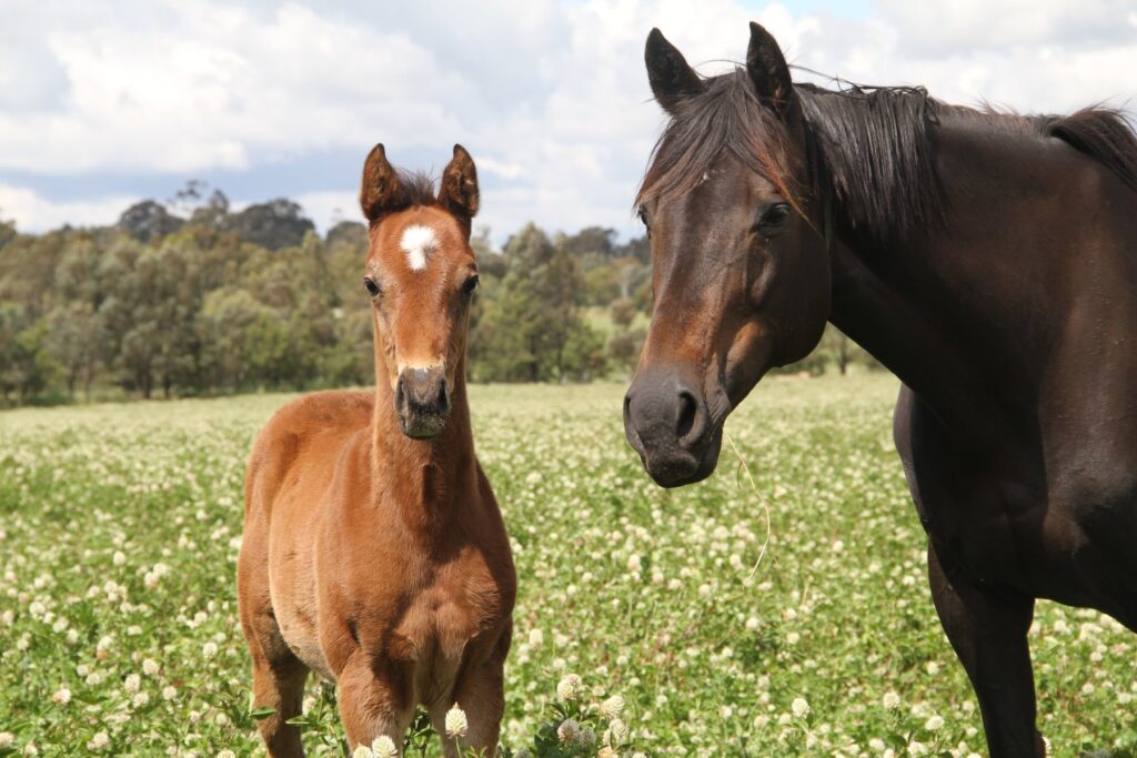 Kooringal Stud