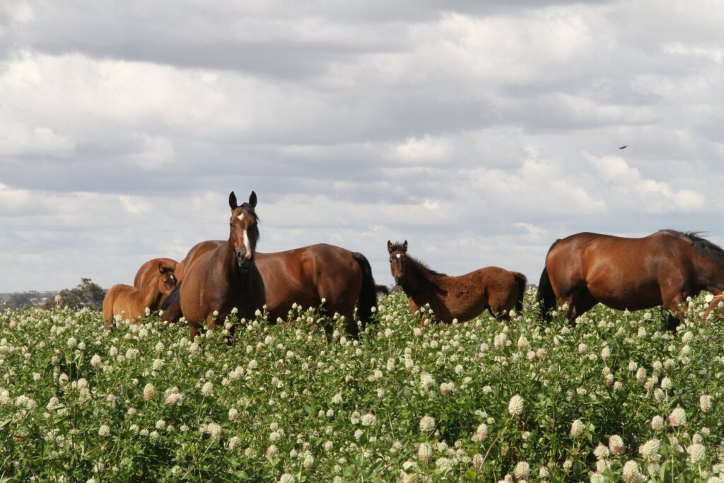 Kooringal Stud