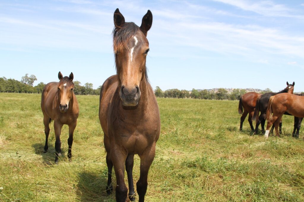 Kooringal Stud