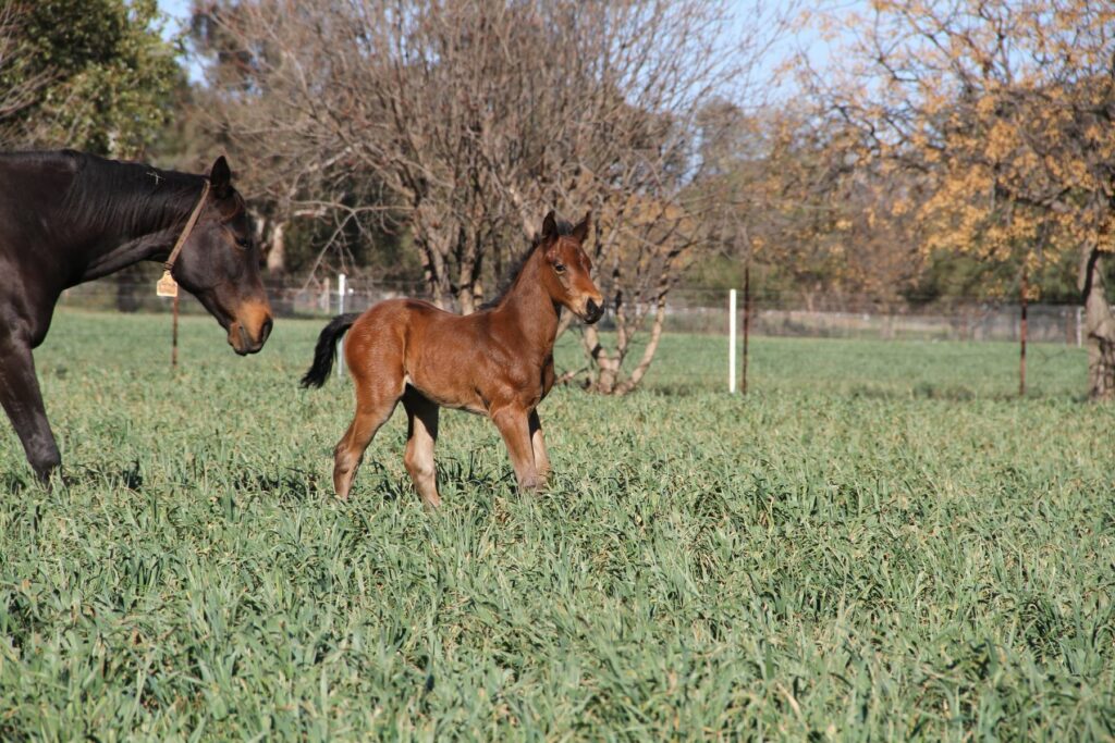 Kooringal Stud