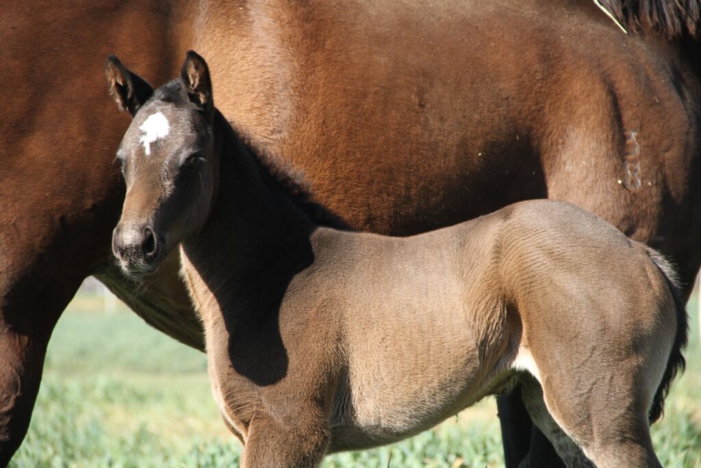 Kooringal Stud