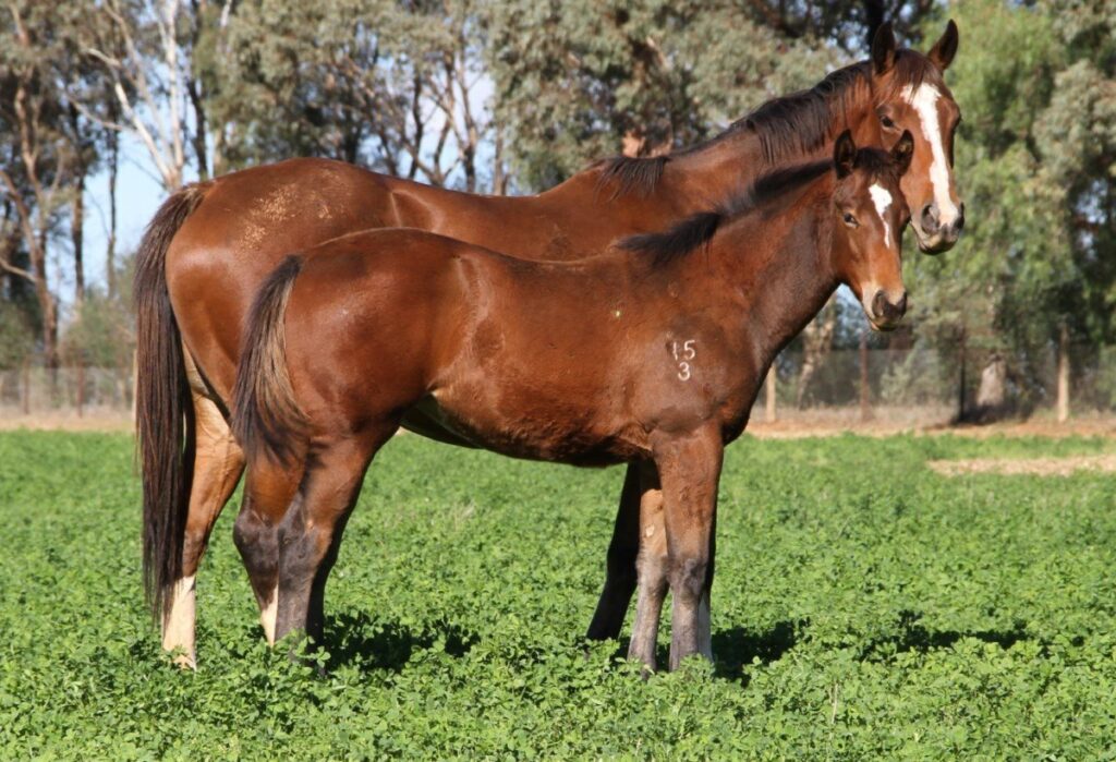 Kooringal Stud