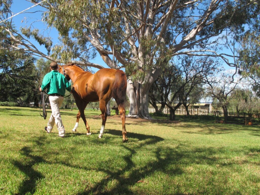 Kooringal Stud