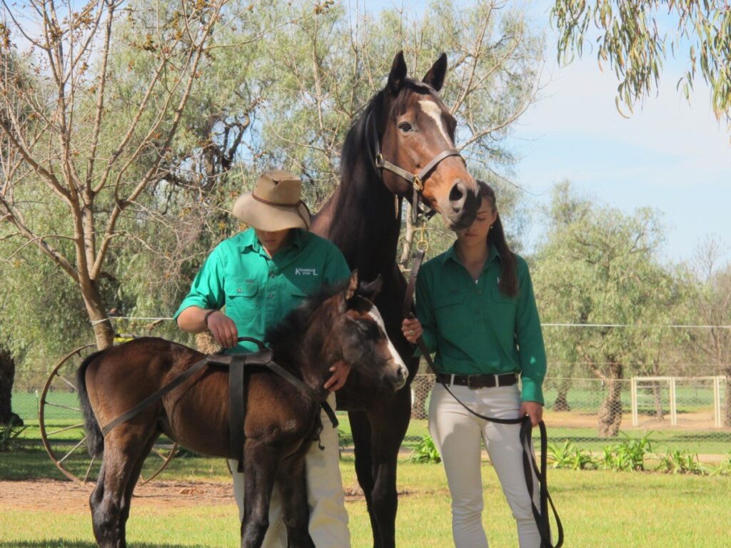 Kooringal Stud