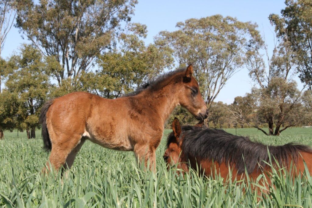 Kooringal Stud