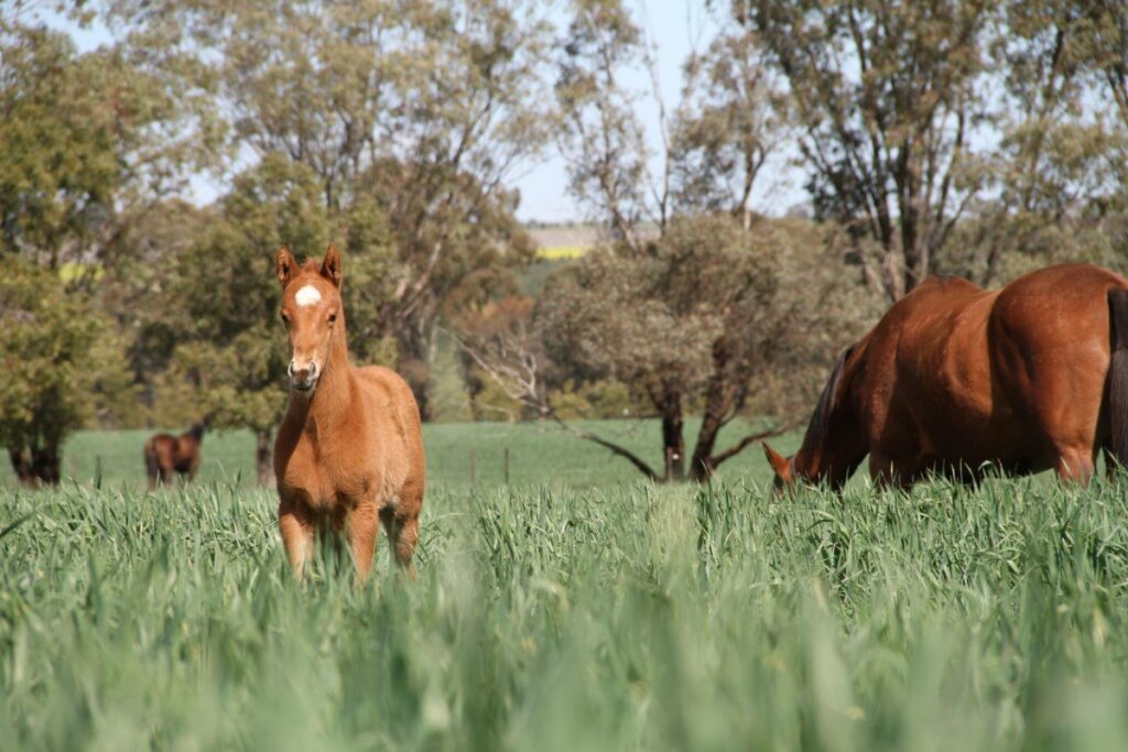 Kooringal Stud
