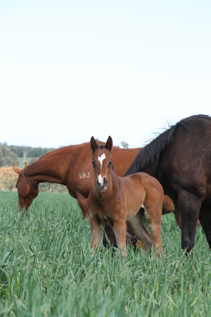 Kooringal Stud