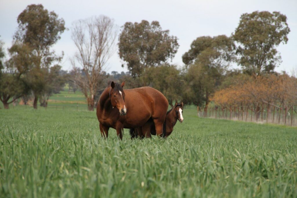 Kooringal Stud