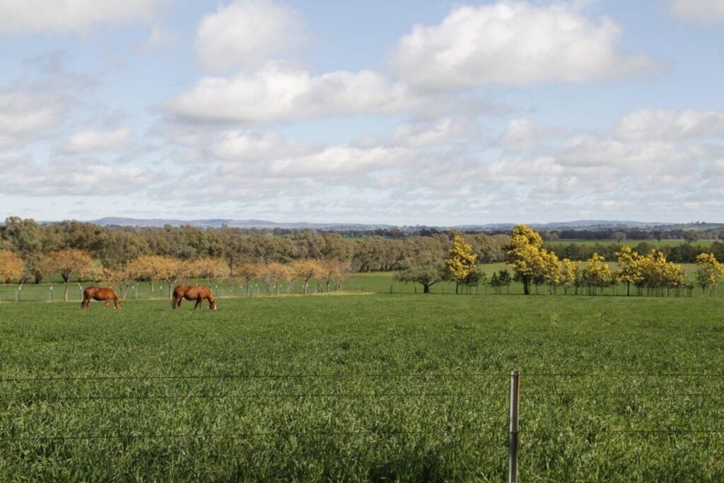 Kooringal Stud
