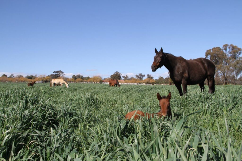 Kooringal Stud