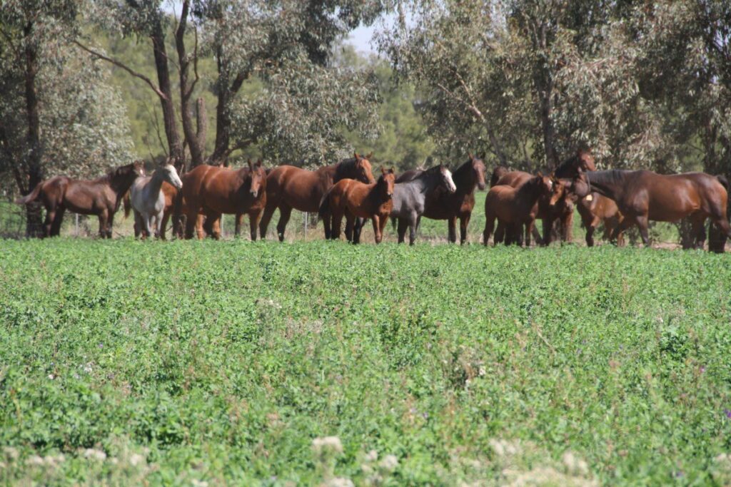 Kooringal Stud