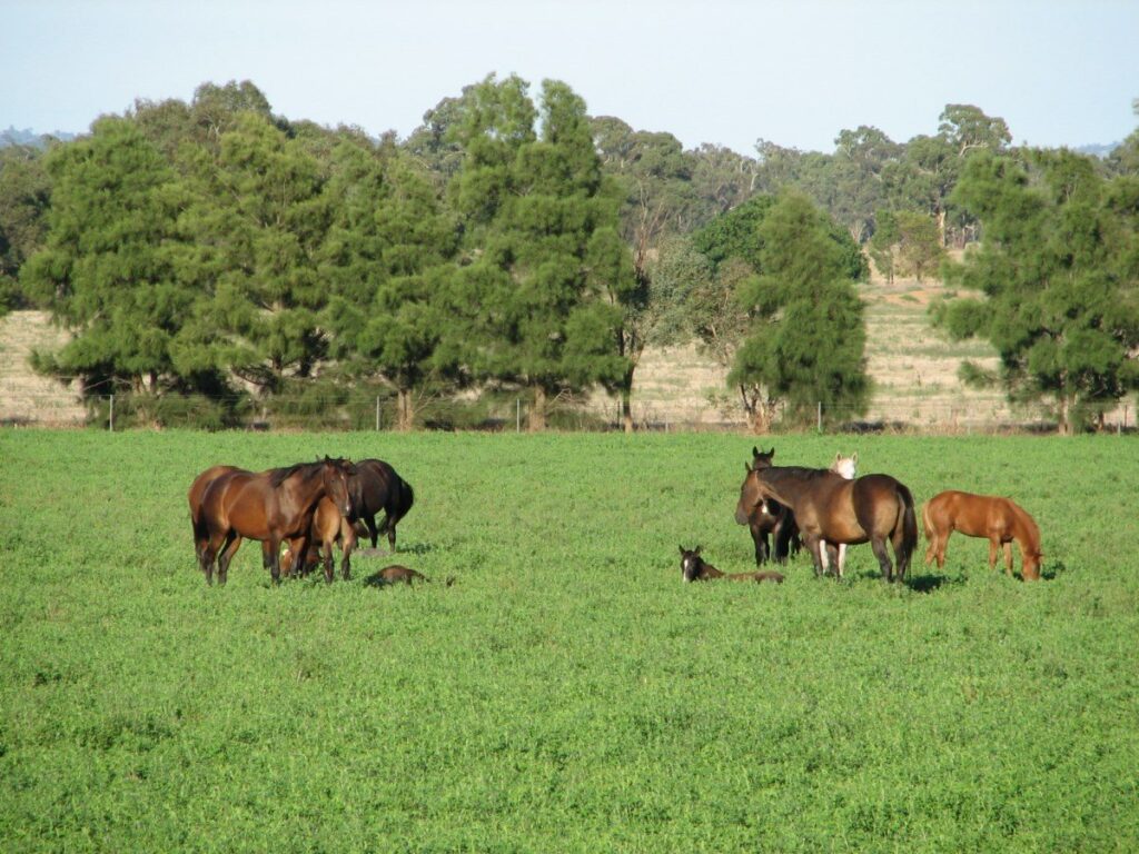 Kooringal Stud