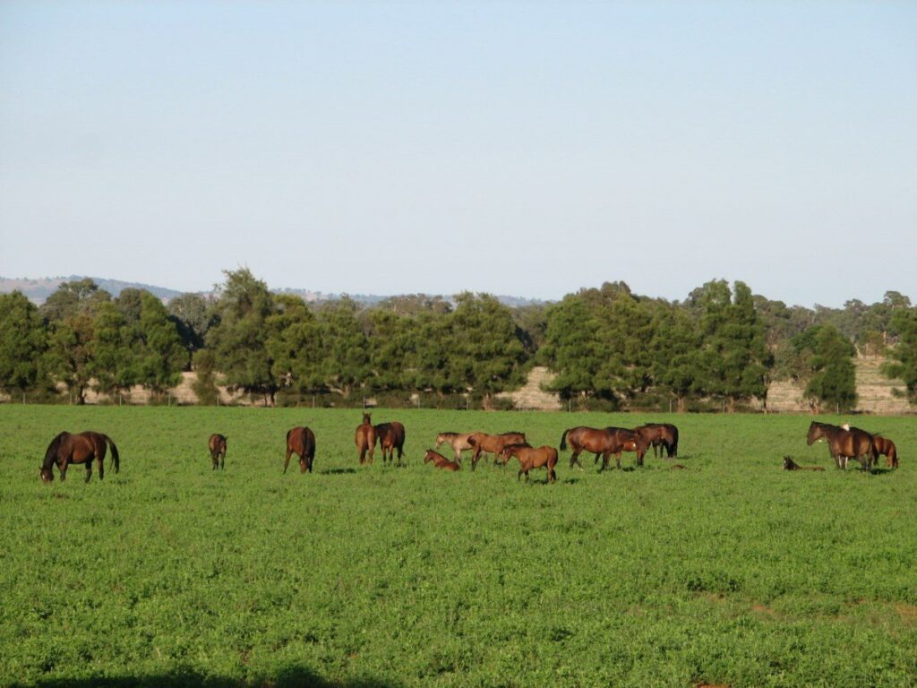 Kooringal Stud