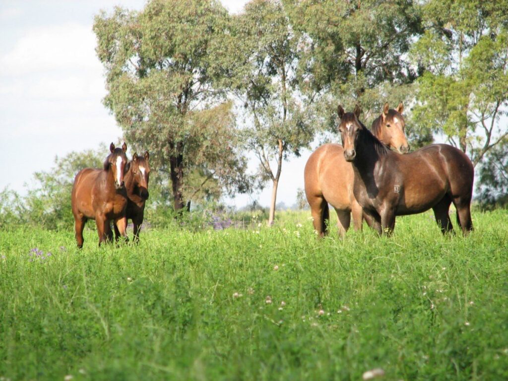 Kooringal Stud