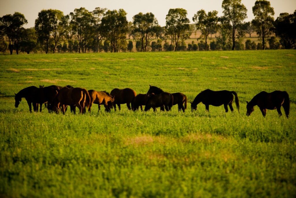Kooringal Stud