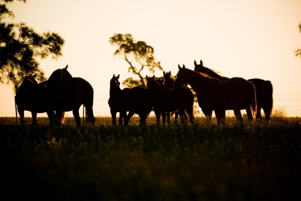 Kooringal Stud