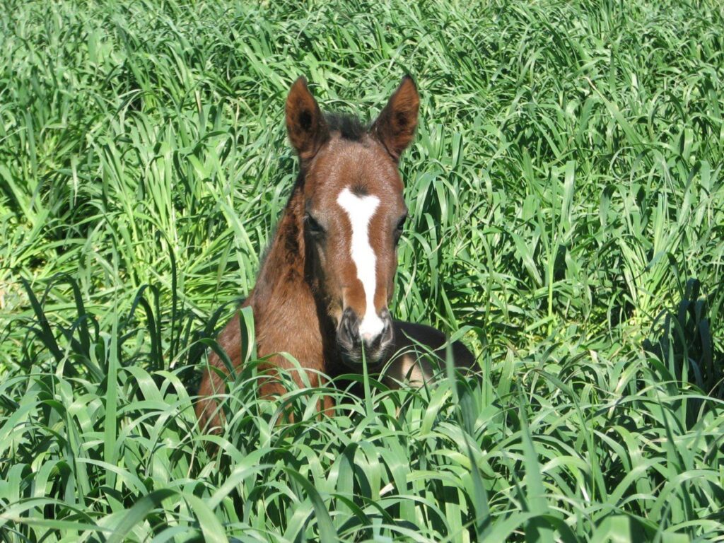 Kooringal Stud