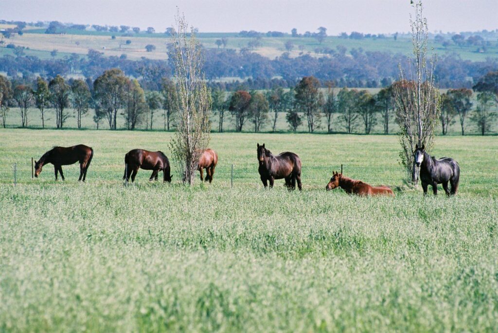 Kooringal Stud