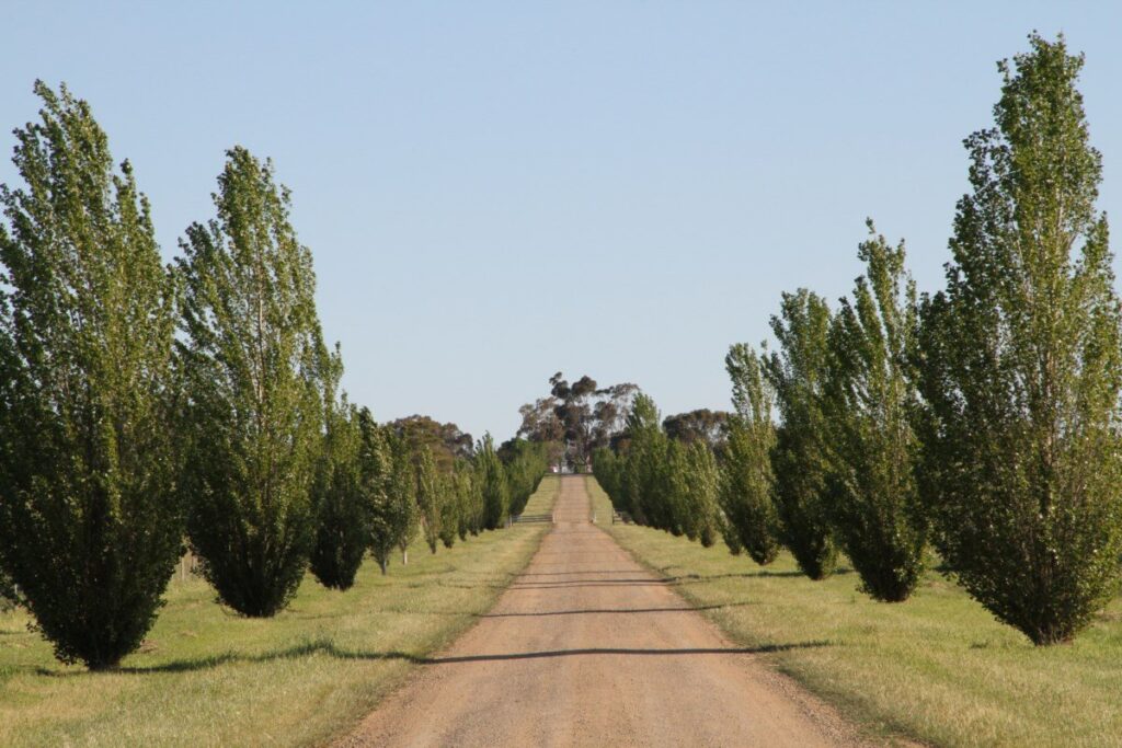 Kooringal Stud