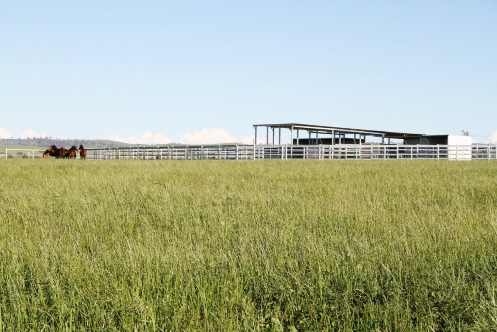 Kooringal Stud