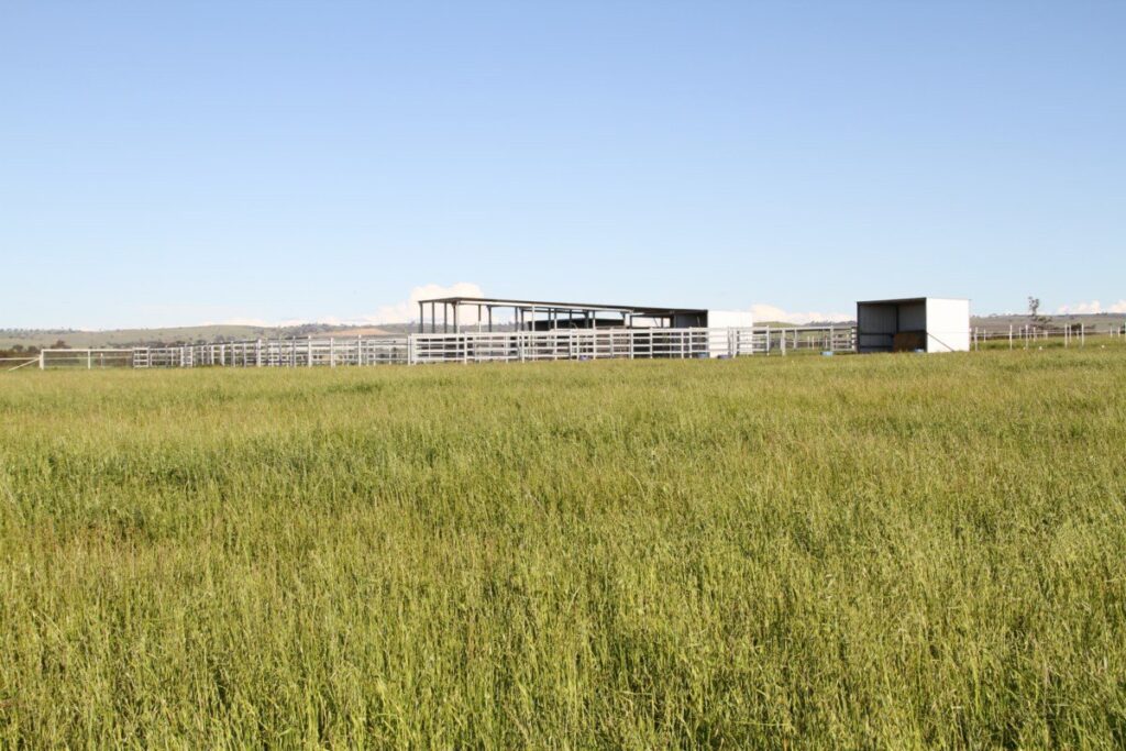 Kooringal Stud