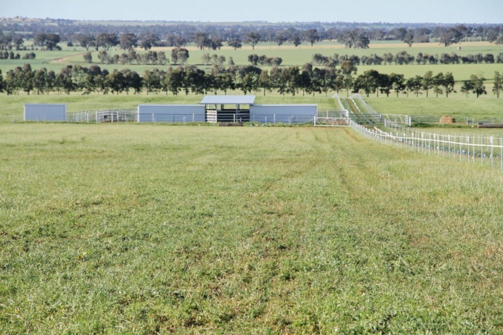 Kooringal Stud