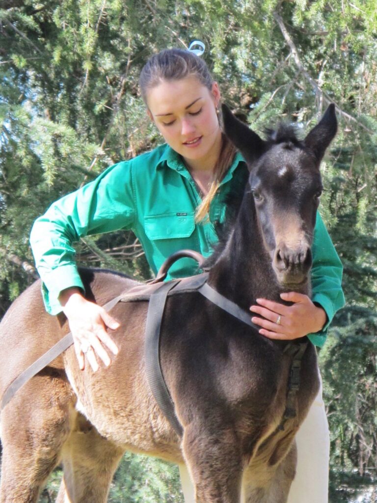 Kooringal Stud